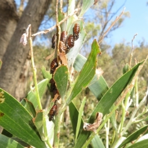 Jalmenus evagoras at Gibraltar Pines - 6 Jan 2024