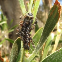 Jalmenus evagoras at Gibraltar Pines - 6 Jan 2024