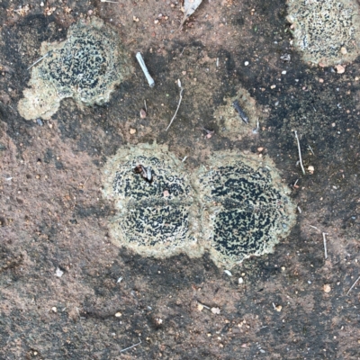 Lichen - crustose at Garran, ACT - 8 Jan 2024 by ruthkerruish