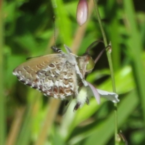 Neolucia hobartensis at Gibraltar Pines - 6 Jan 2024