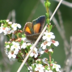 Paralucia aurifera (Bright Copper) at Gibraltar Pines - 5 Jan 2024 by Christine