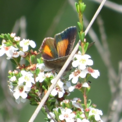 Paralucia aurifera (Bright Copper) at Gibraltar Pines - 6 Jan 2024 by Christine