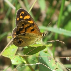 Heteronympha cordace (Bright-eyed Brown) at Gibraltar Pines - 5 Jan 2024 by Christine