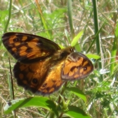 Heteronympha penelope (Shouldered Brown) at Gibraltar Pines - 6 Jan 2024 by Christine