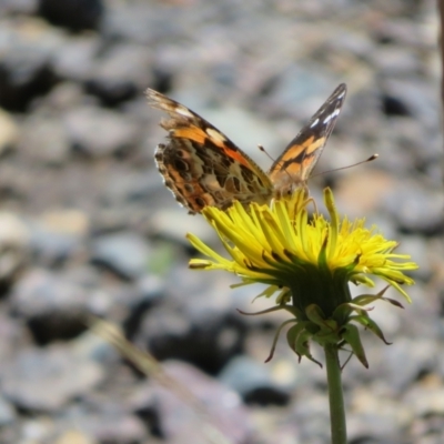 Vanessa kershawi (Australian Painted Lady) at Tharwa, ACT - 6 Jan 2024 by Christine