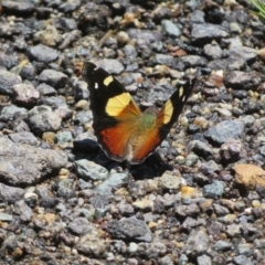 Vanessa itea (Yellow Admiral) at Tharwa, ACT - 6 Jan 2024 by Christine