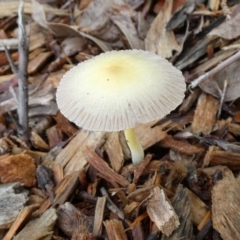 Bolbitius titubans (Yellow Fieldcap Mushroom) at Queanbeyan West, NSW - 8 Jan 2024 by Paul4K