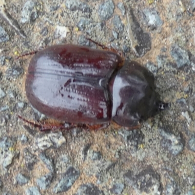 Dasygnathus sp. (genus) (Rhinoceros beetle) at Queanbeyan West, NSW - 8 Jan 2024 by Paul4K