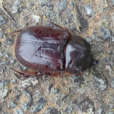 Dasygnathus sp. (genus) (Rhinoceros beetle) at Bicentennial Park - 9 Jan 2024 by Paul4K