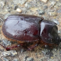 Dasygnathus sp. (genus) at QPRC LGA - 9 Jan 2024