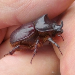 Dasygnathus sp. (genus) at QPRC LGA - 9 Jan 2024