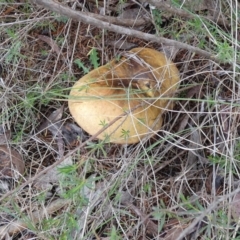 Unverified Cap on a stem; pores below cap [boletes & stemmed polypores] at QPRC LGA - 9 Jan 2024 by Paul4K