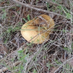 Unidentified Cap on a stem; pores below cap [boletes & stemmed polypores] at QPRC LGA - 9 Jan 2024 by Paul4K