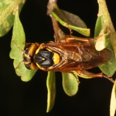 Pergagrapta bella (A sawfly) at Mount Ainslie - 8 Jan 2024 by jb2602