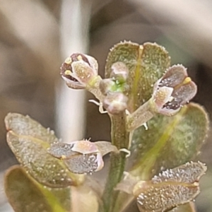 Lepidium ginninderrense at Budjan Galindji (Franklin Grassland) Reserve - suppressed