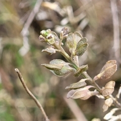 Lepidium ginninderrense at Budjan Galindji (Franklin Grassland) Reserve - suppressed