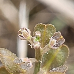 Lepidium ginninderrense at Budjan Galindji (Franklin Grassland) Reserve - 9 Jan 2024