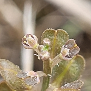 Lepidium ginninderrense at Budjan Galindji (Franklin Grassland) Reserve - suppressed