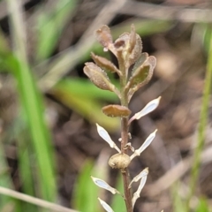 Lepidium ginninderrense at Budjan Galindji (Franklin Grassland) Reserve - suppressed