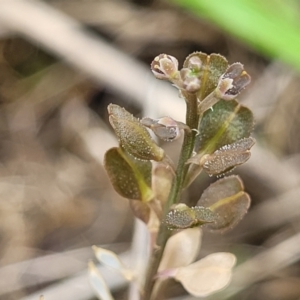 Lepidium ginninderrense at Budjan Galindji (Franklin Grassland) Reserve - suppressed