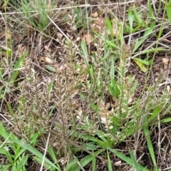 Lepidium ginninderrense (Ginninderra Peppercress) at Budjan Galindji (Franklin Grassland) Reserve - 9 Jan 2024 by trevorpreston