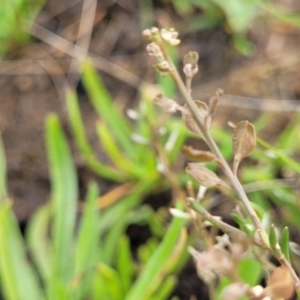 Lepidium ginninderrense at Budjan Galindji (Franklin Grassland) Reserve - suppressed