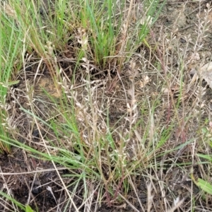 Lepidium ginninderrense at Budjan Galindji (Franklin Grassland) Reserve - suppressed