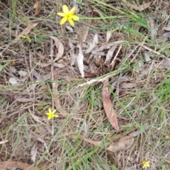 Tricoryne elatior (Yellow Rush Lily) at Wanniassa Hill - 9 Jan 2024 by LPadg