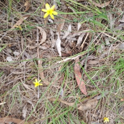 Tricoryne elatior (Yellow Rush Lily) at Macarthur, ACT - 9 Jan 2024 by LPadg