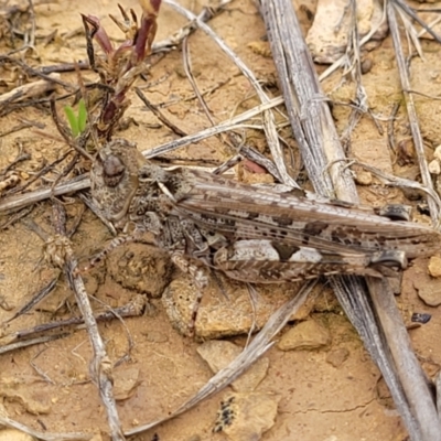 Austroicetes sp. (genus) (A grasshopper) at Budjan Galindji (Franklin Grassland) Reserve - 9 Jan 2024 by trevorpreston