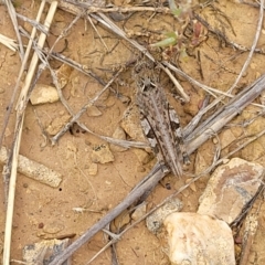 Austroicetes sp. (genus) at Budjan Galindji (Franklin Grassland) Reserve - 9 Jan 2024