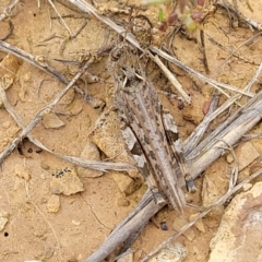 Austroicetes sp. (genus) at Budjan Galindji (Franklin Grassland) Reserve - 9 Jan 2024