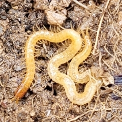 Geophilomorpha sp. (order) (Earth or soil centipede) at Budjan Galindji (Franklin Grassland) Reserve - 9 Jan 2024 by trevorpreston