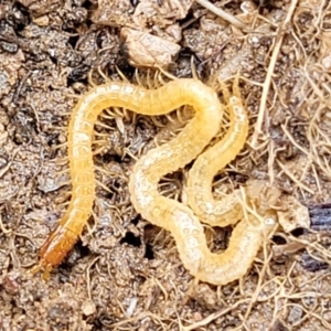 Geophilomorpha sp. (order) at Budjan Galindji (Franklin Grassland) Reserve - 9 Jan 2024 11:21 AM