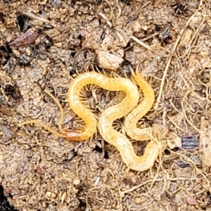 Geophilomorpha sp. (order) at Budjan Galindji (Franklin Grassland) Reserve - 9 Jan 2024 11:21 AM