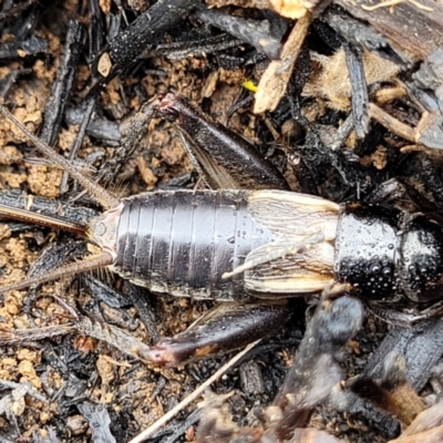 Velarifictorus (Buangina) diminuens (Diminutive Roadside Field Cricket) at Franklin, ACT - 9 Jan 2024 by trevorpreston