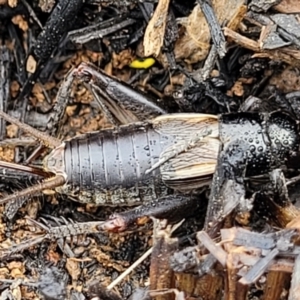 Velarifictorus (Buangina) diminuens at Budjan Galindji (Franklin Grassland) Reserve - 9 Jan 2024