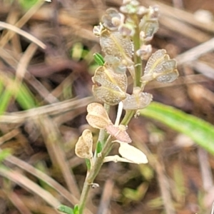 Lepidium ginninderrense at Budjan Galindji (Franklin Grassland) Reserve - 9 Jan 2024