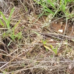 Lepidium ginninderrense at Budjan Galindji (Franklin Grassland) Reserve - 9 Jan 2024