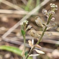 Lepidium ginninderrense at Budjan Galindji (Franklin Grassland) Reserve - 9 Jan 2024