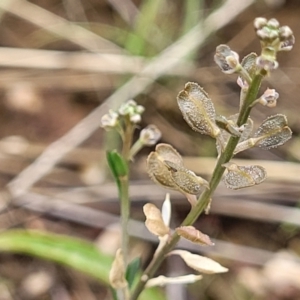 Lepidium ginninderrense at Budjan Galindji (Franklin Grassland) Reserve - 9 Jan 2024