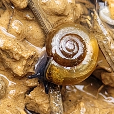 Oxychilus alliarius (Garlic Snail) at Budjan Galindji (Franklin Grassland) Reserve - 9 Jan 2024 by trevorpreston