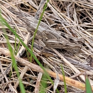 Peakesia hospita at Franklin Grassland (FRA_5) - 9 Jan 2024