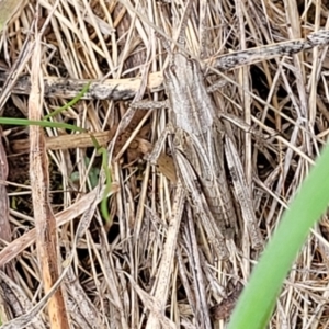 Peakesia hospita at Franklin Grassland (FRA_5) - 9 Jan 2024 11:07 AM