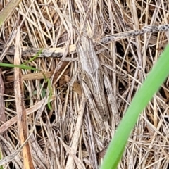 Peakesia hospita at Franklin Grassland (FRA_5) - 9 Jan 2024 11:07 AM