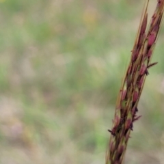 Bothriochloa macra at Franklin Grassland (FRA_5) - 9 Jan 2024