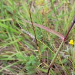 Bothriochloa macra at Franklin Grassland (FRA_5) - 9 Jan 2024