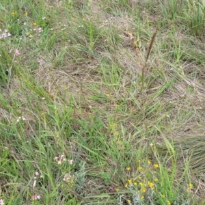 Bothriochloa macra at Franklin Grassland (FRA_5) - 9 Jan 2024