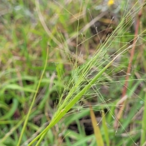 Panicum effusum at Franklin Grassland (FRA_5) - 9 Jan 2024