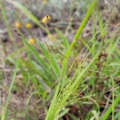 Panicum effusum at Franklin Grassland (FRA_5) - 9 Jan 2024 11:01 AM